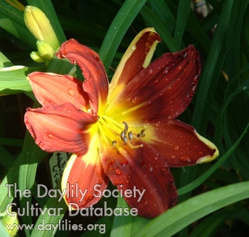 Daylily Boot Scoot'n County San Joaquin